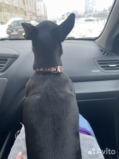 Пропала собака