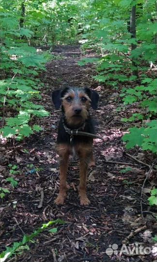 Отдам в добрые руки