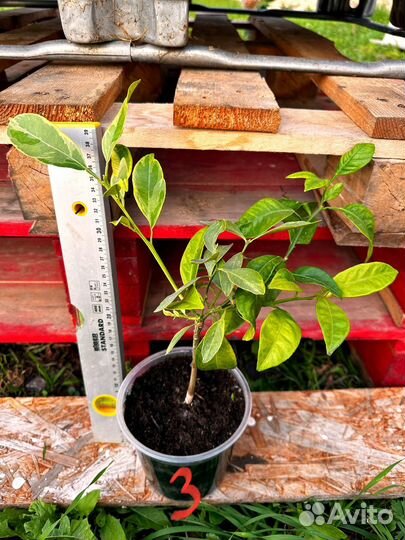 Мандарин декопон Вариегатный