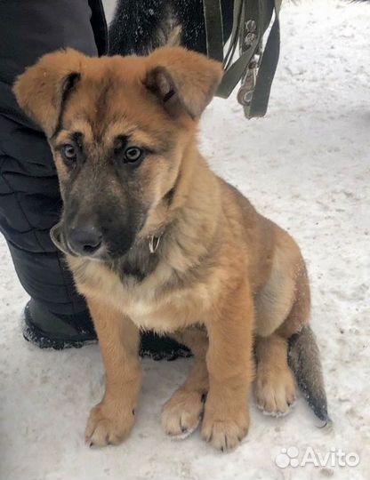 Щенок в добрые руки