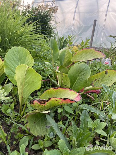 Розмарин. Бадан