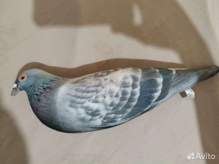 Голубь антистресс