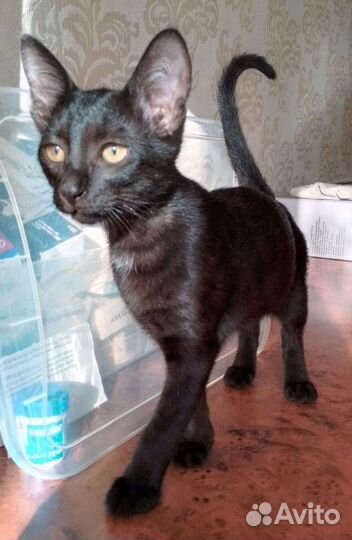 Чёрный Носатик с бархатной шубкой