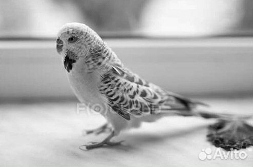 Серый попугай выкормыш