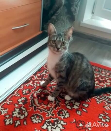 Отдам в добрые руки