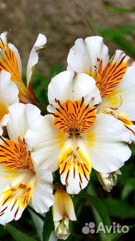 Корни альстромерии Mimoza купить в Невинномысске | Товары для дома и ...