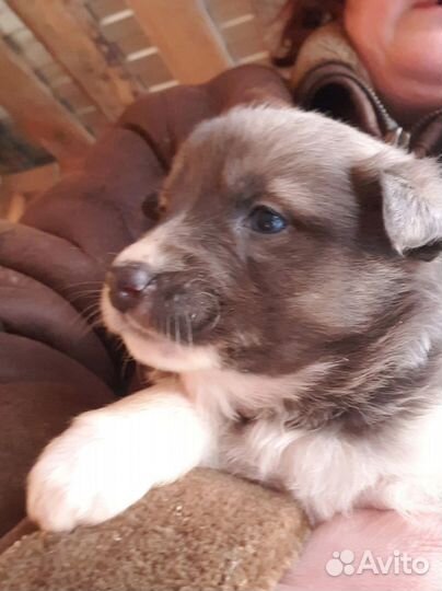 Щенок девочка 3 месяца