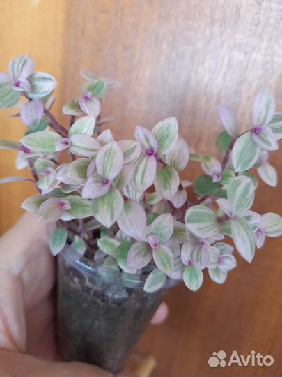 Церопегия Вуди,коллизия,рео,традесканция