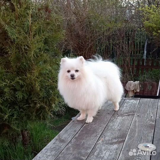 Вязка
