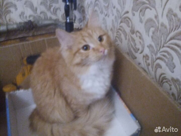 Кошечка в добрые руки