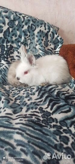 Декоративные карликовые кролики