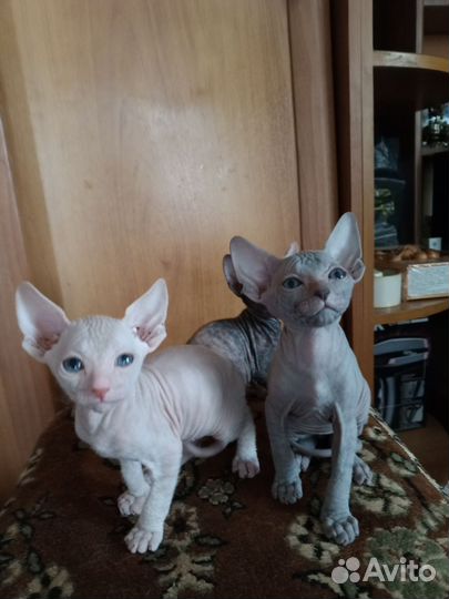 Донской сфинкс