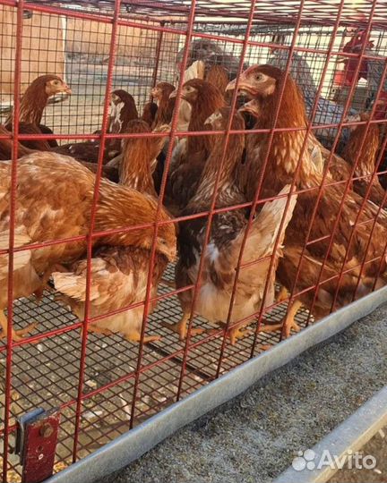 Несушки с доставкой