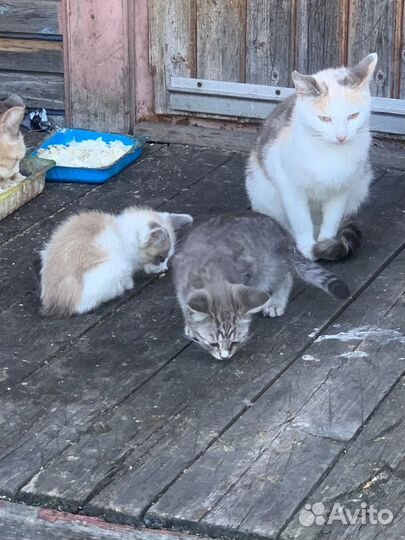 Котята в добрые руки