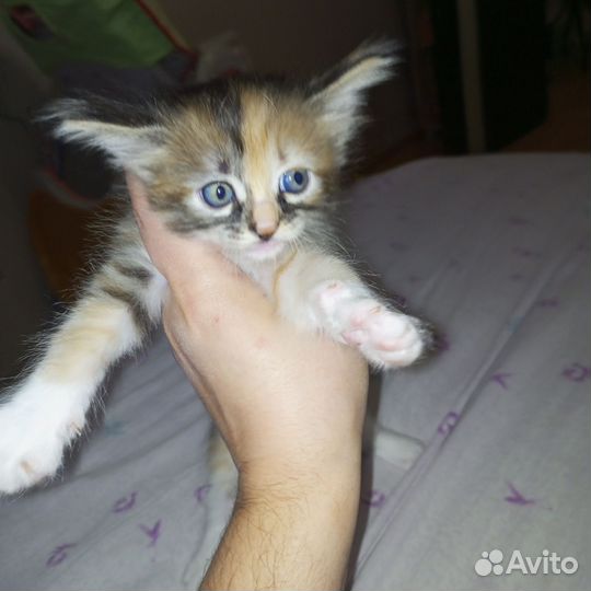 Сибирская кошка