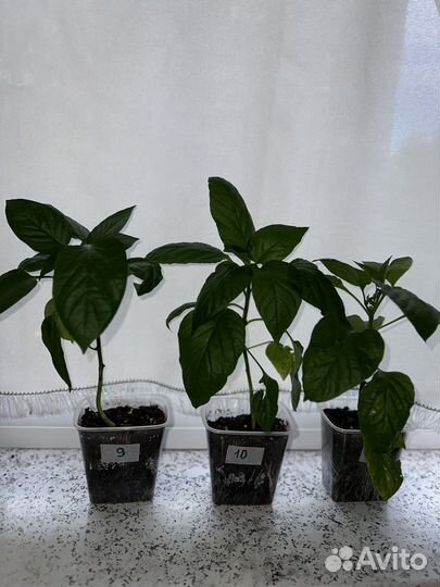 Рассада перца