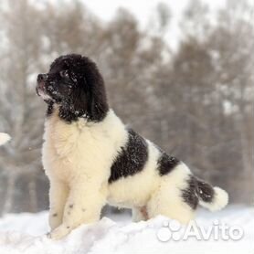 Newfoundland dog hot sale cena