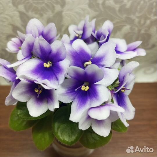 Сортовые фиалки мини