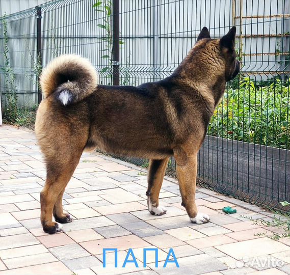 Щенки американской акиты
