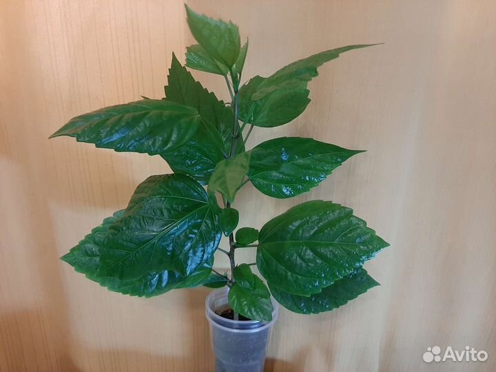 Фикус Гибискус Рапсолидопсис