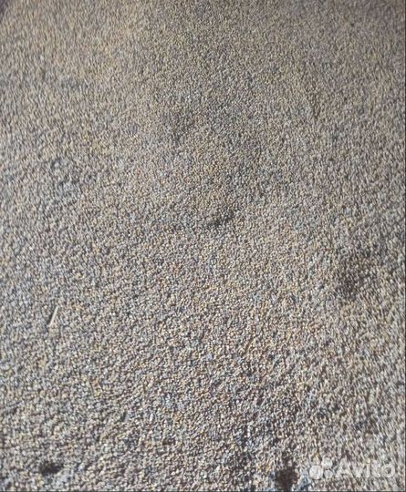 Соя, Соя на корм/посев