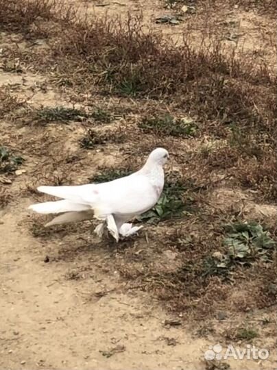Голубь