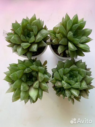 Haworthia cooperi и другие Хавортии