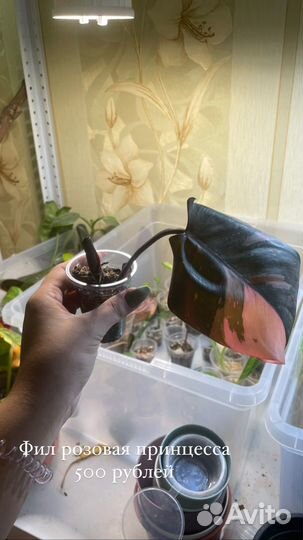 Филодендрон