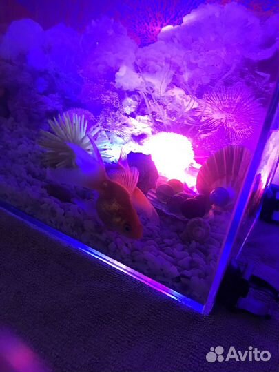 Аквариумные рыбки