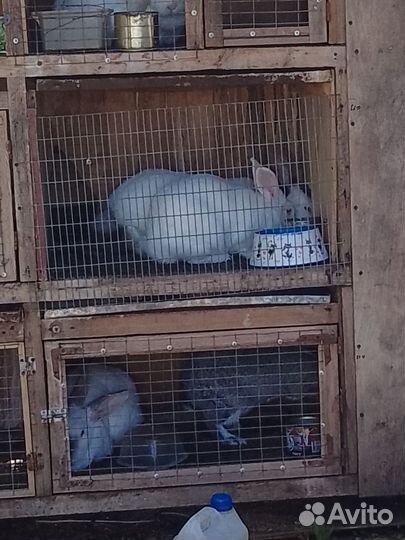 Продаются кролики