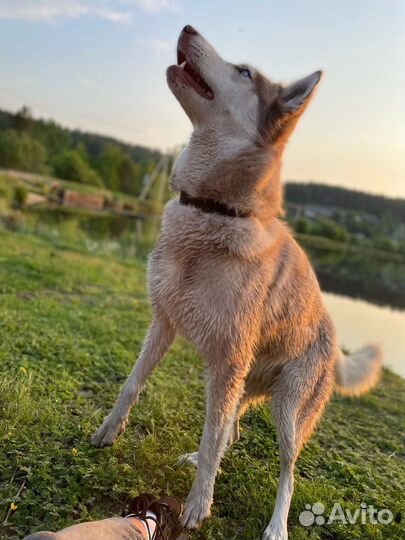 Щенки сибирской хаски
