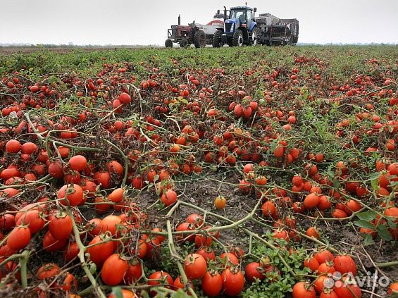 Мастер полевых работ