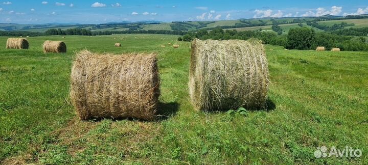 Сено в рулонах