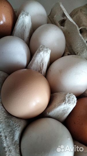 Домашние куриные яйца