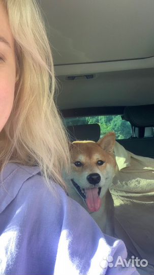 Кобель на вязку. сиба-ину