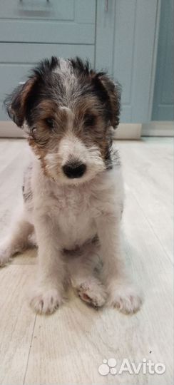 Фокстерьер