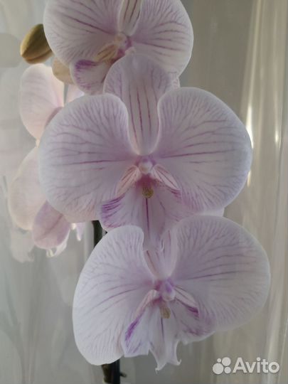 Цветы в ассортименте