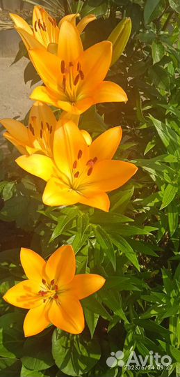 Лилии луковицы