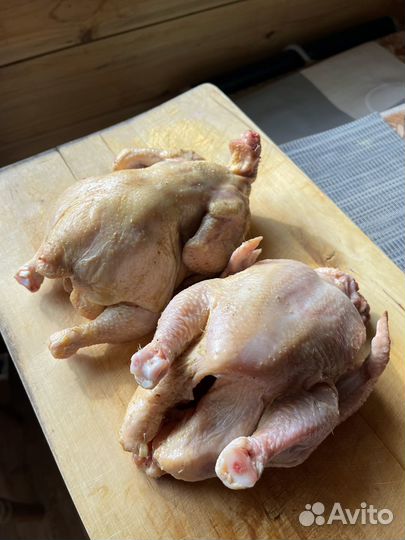 Продажа домашних цыплят-корнишонов