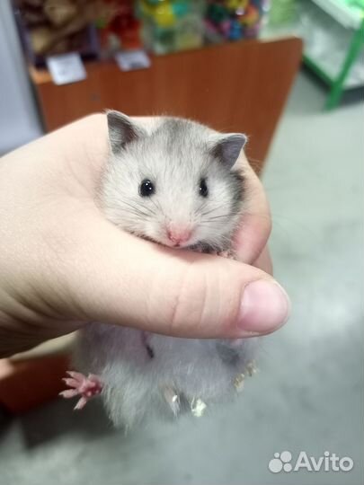 Сирийский хомяк