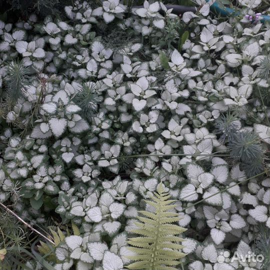 Цветы многолетние
