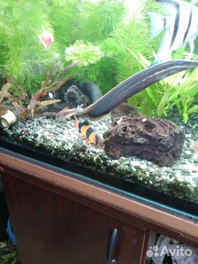 Аквариумные рыбки