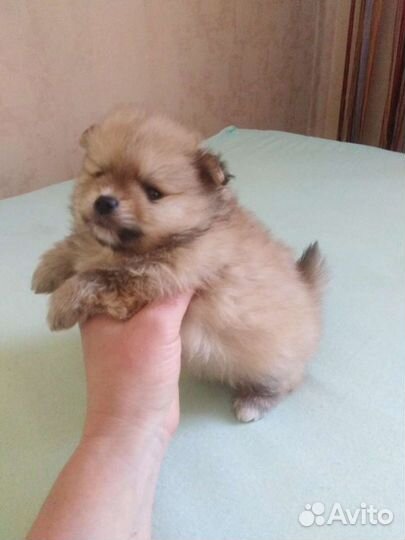 Шпицы, померанцы. Мини