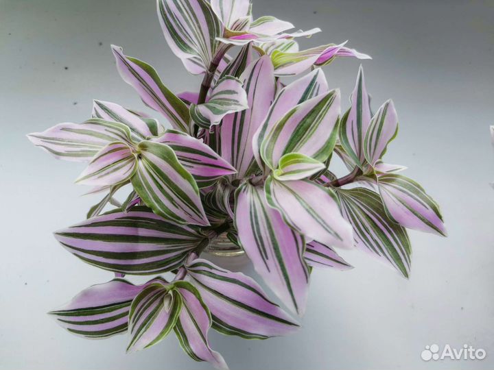 Традесканция