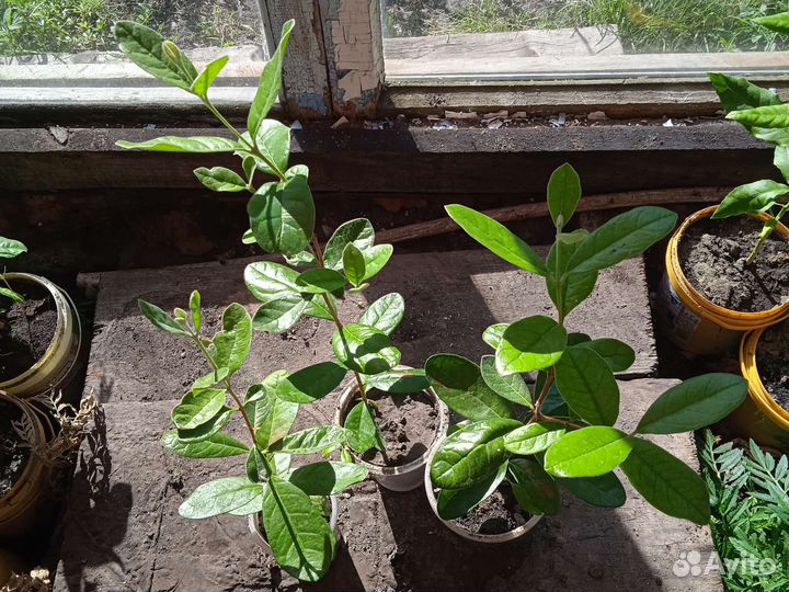 Саженцы фейхоа