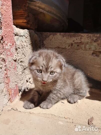 Котята