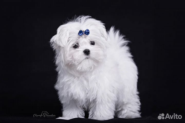 Мальтезе mini baby-face