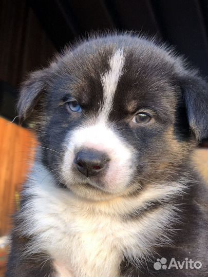 Щенки хаски в добрые руки