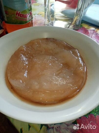 Медузомицет