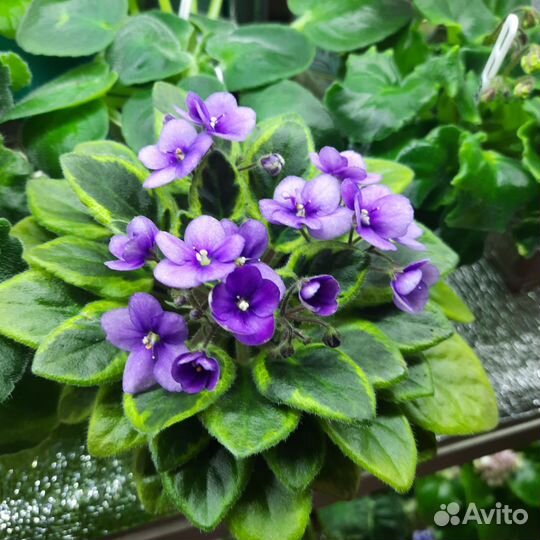 Сортовые фиалки